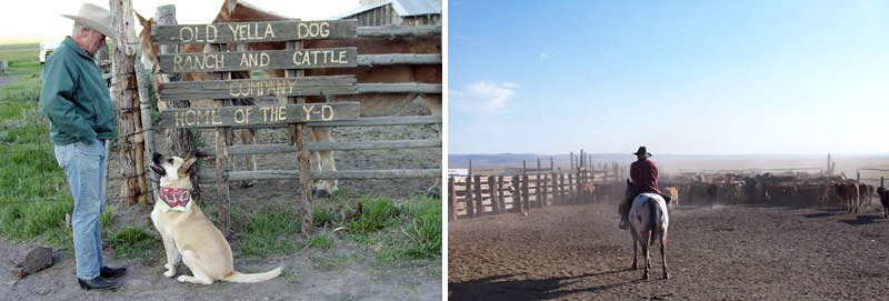 Old Yella Dog Ranch and Cattle